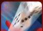 Wolf Casino